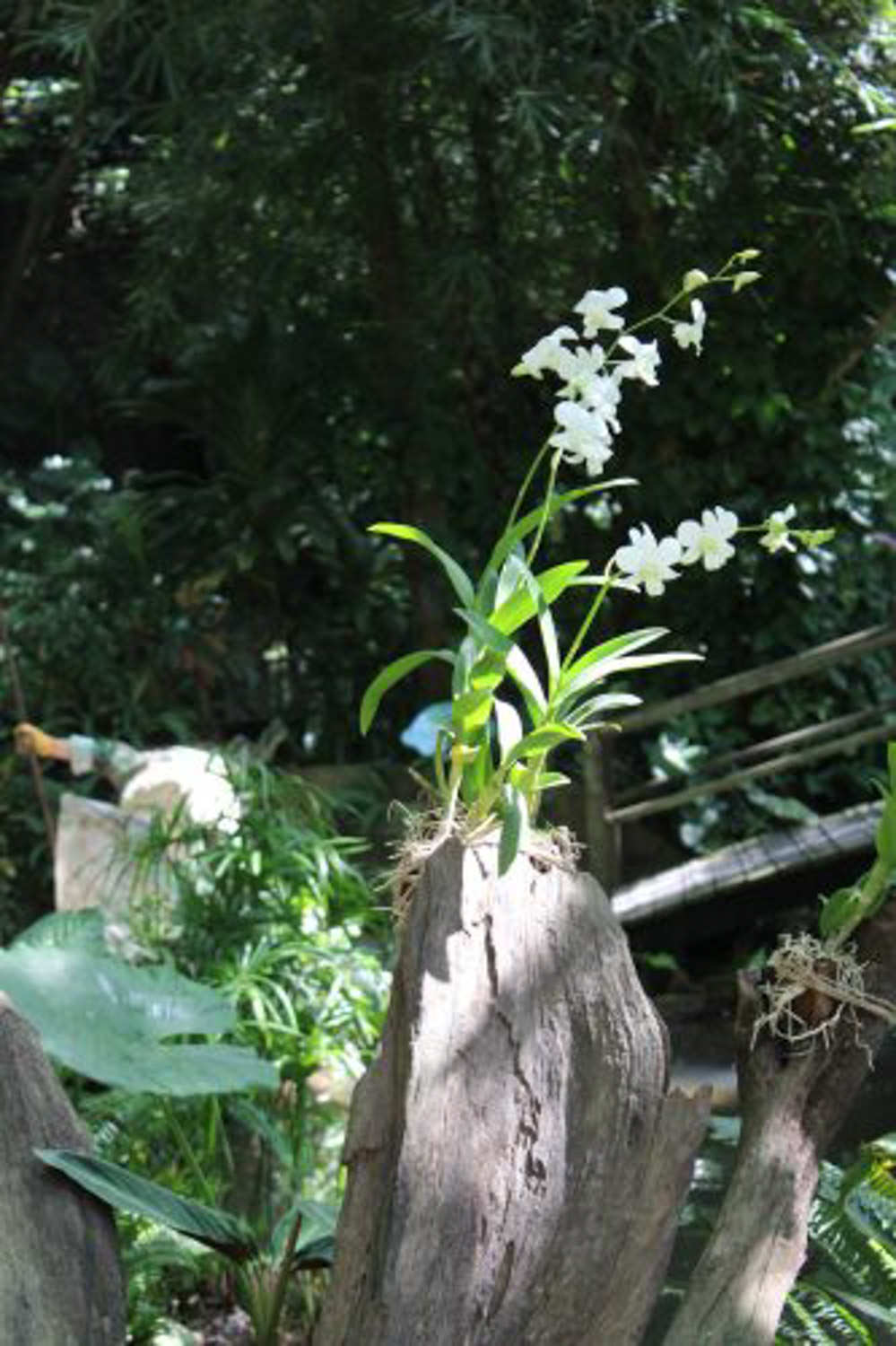 石斛兰怎么浇水