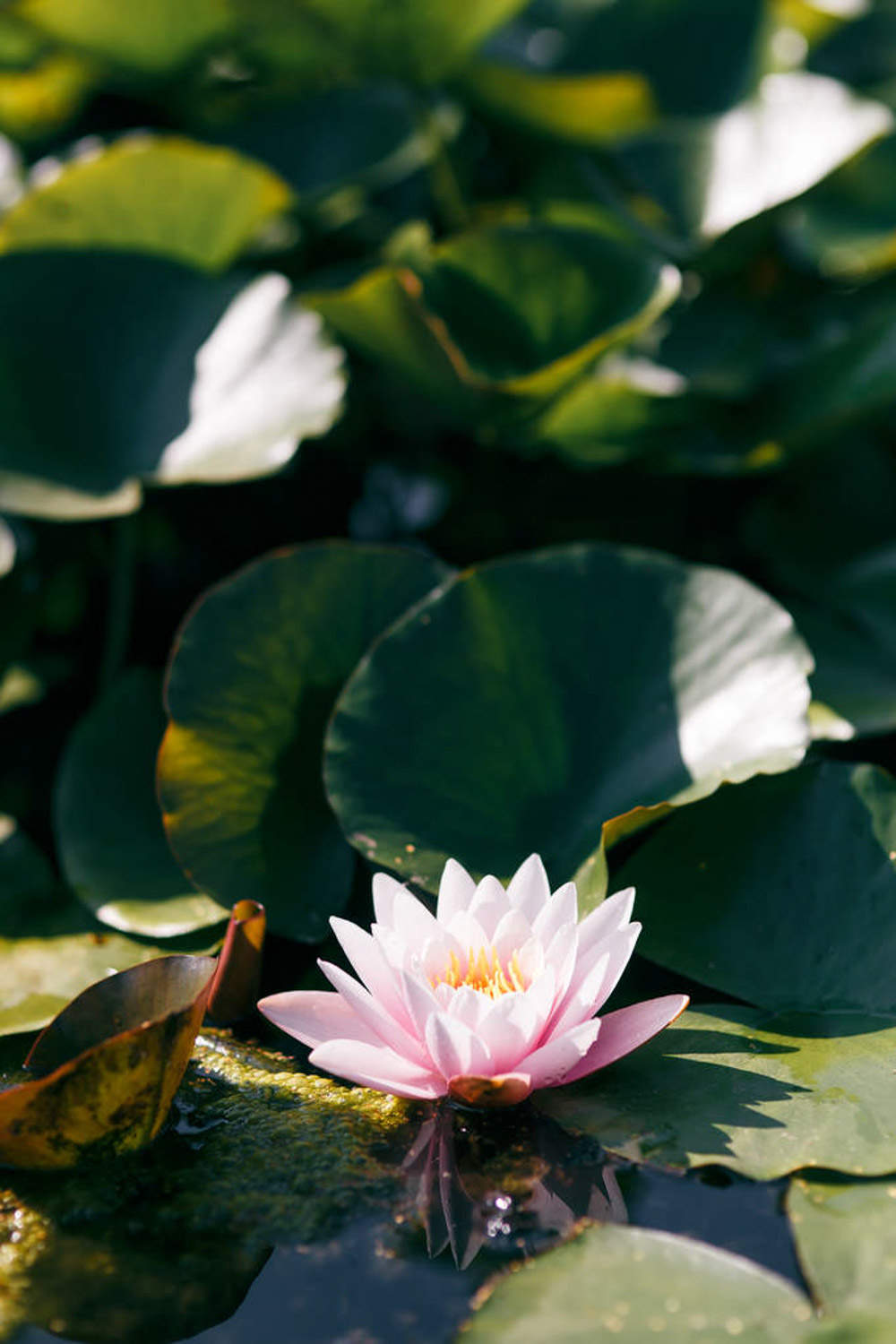 如何养殖好睡莲