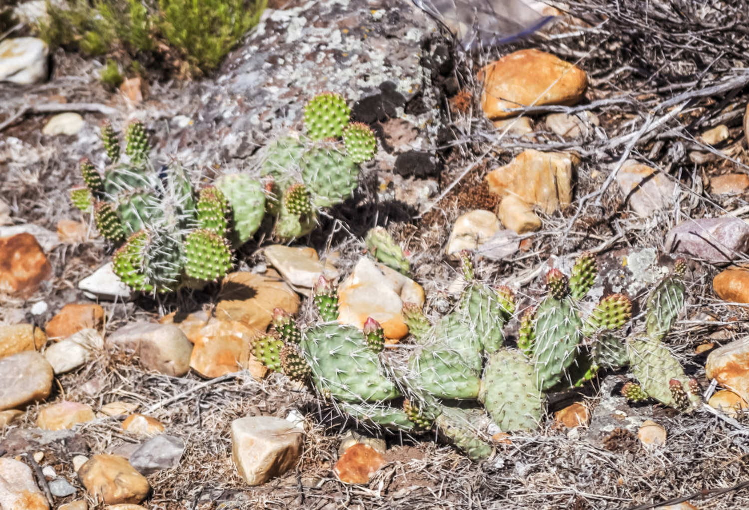 仙人掌的不同品种有哪些