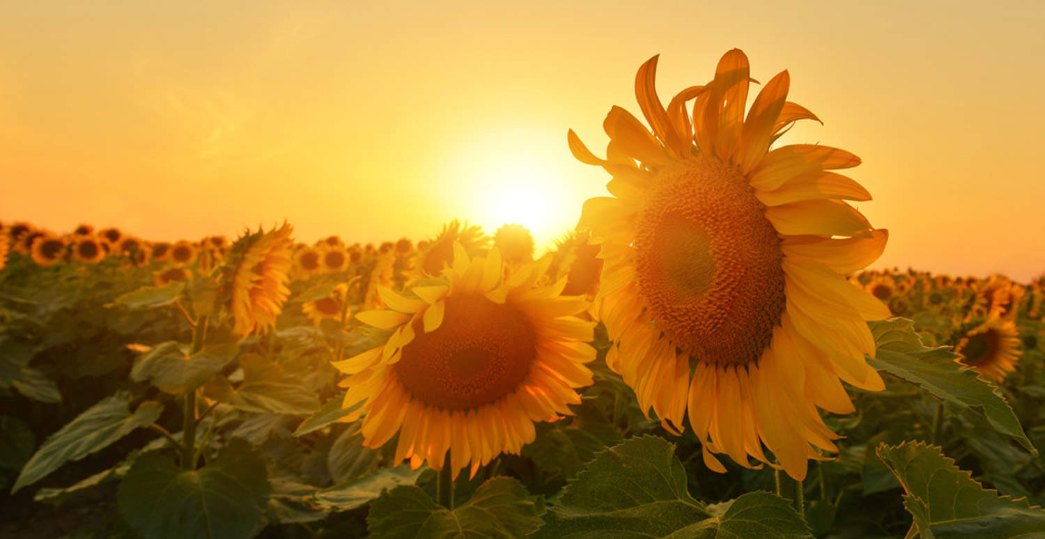 向日葵花期怎么办