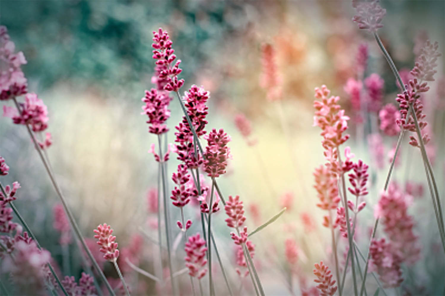 薰衣草什么时候开，薰衣草图片