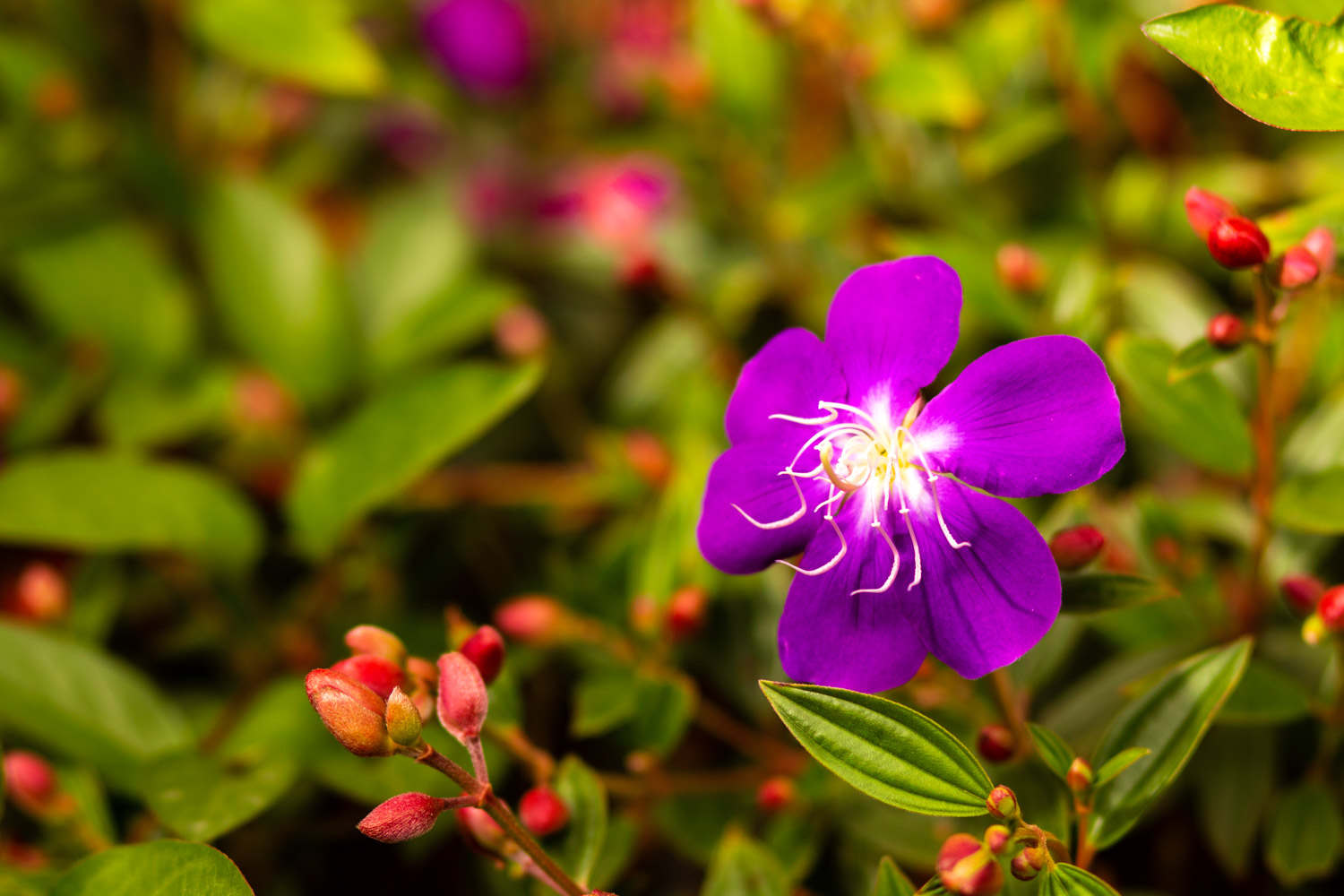 野牡丹怎么繁殖