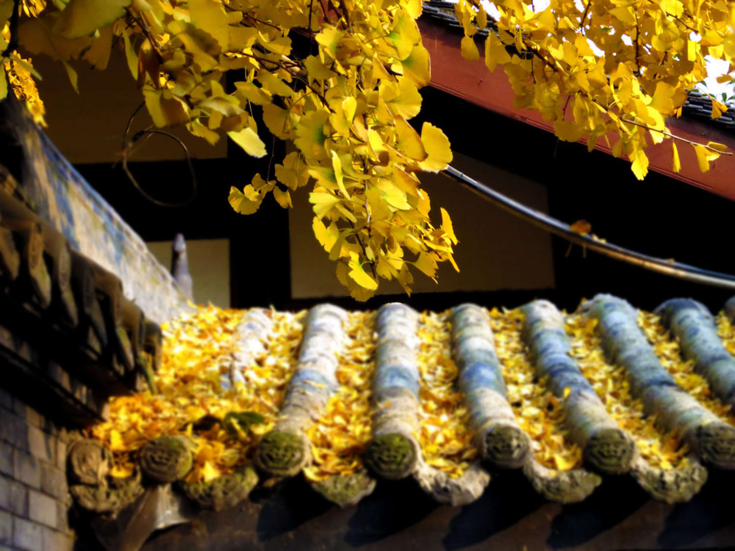 银杏盆景小贴士