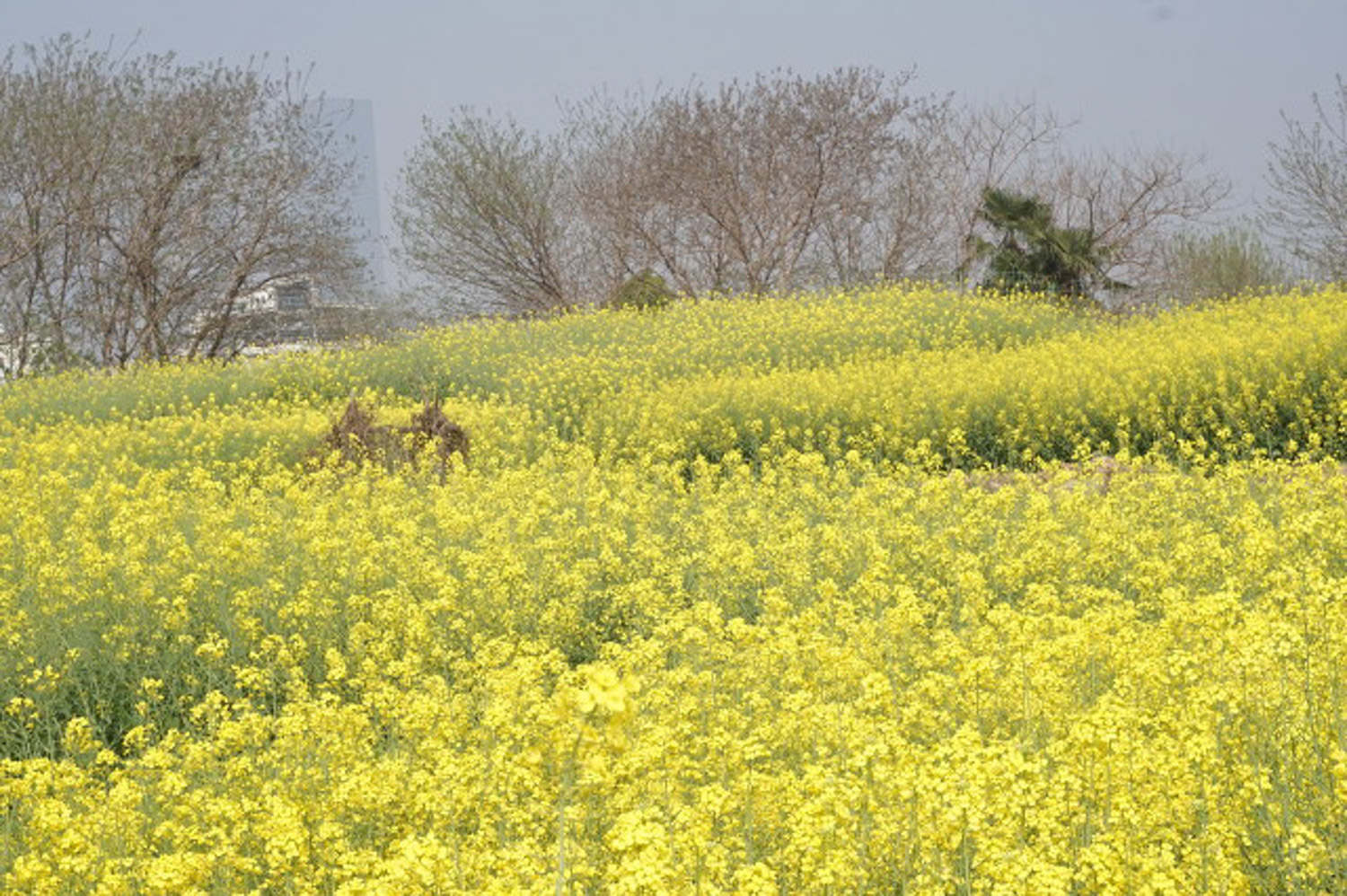 油菜花 油菜花
