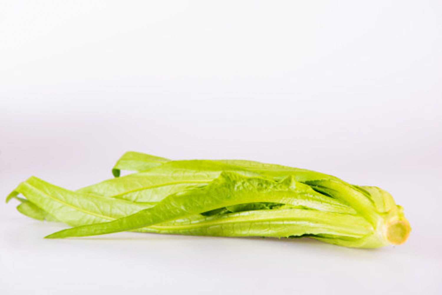 油麦菜的养殖方法和注意事项