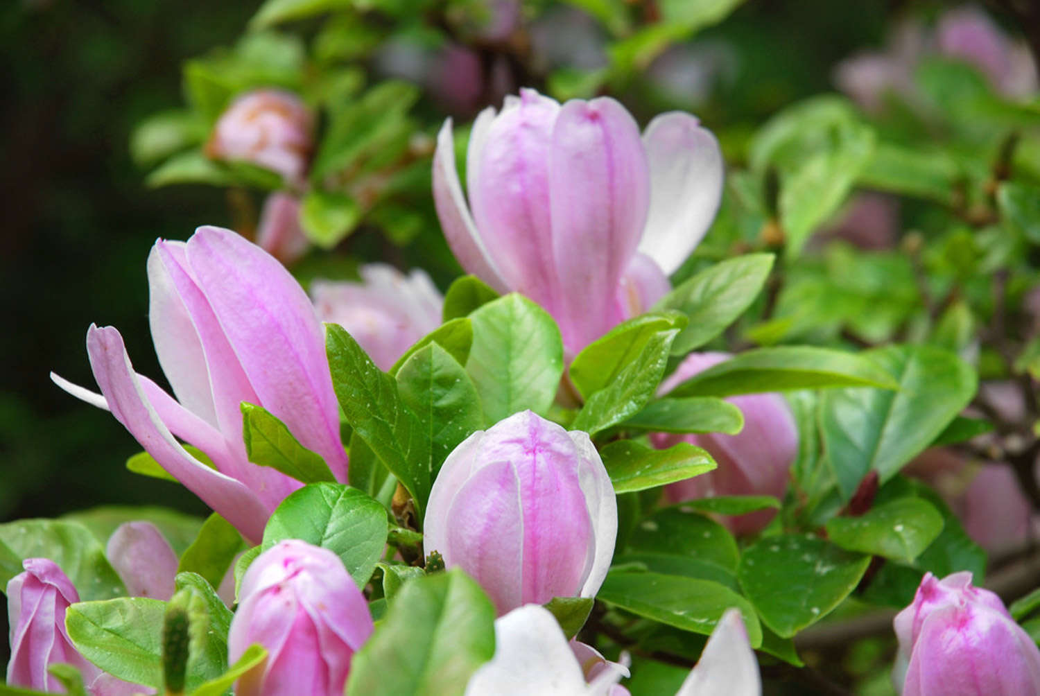 白兰的养殖方法