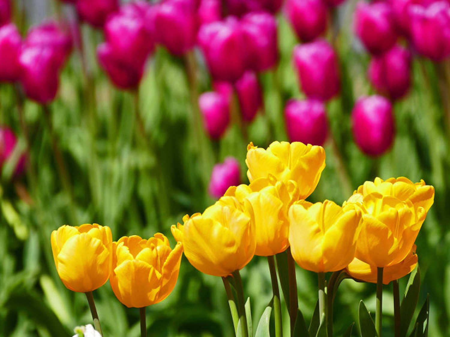 郁金香的家庭养殖方法