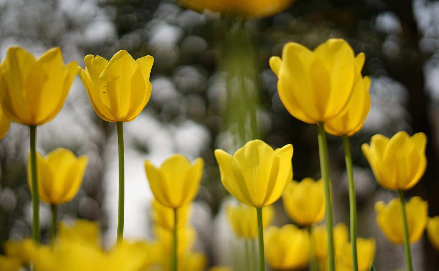 郁金香养殖的几种常见问题