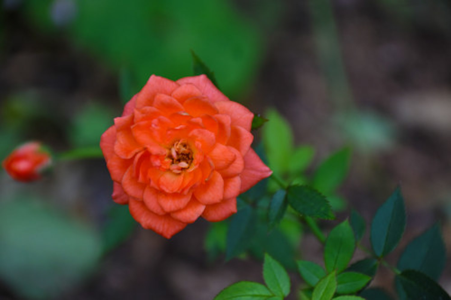 月季花怎么使用复合肥