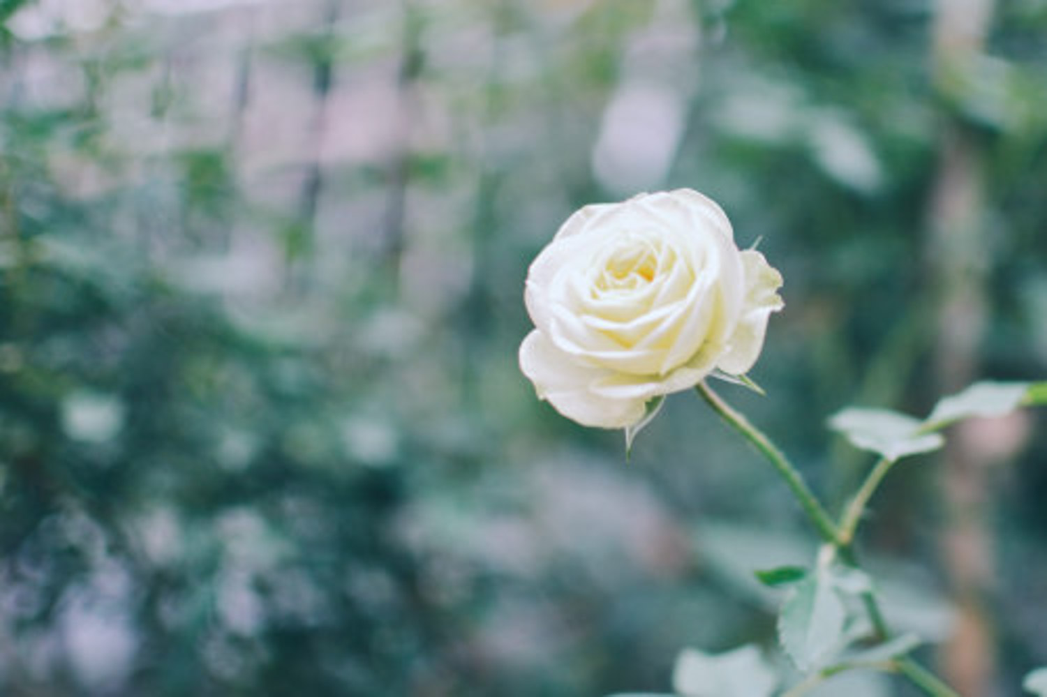 家中养殖月季花，如何月月开花呢