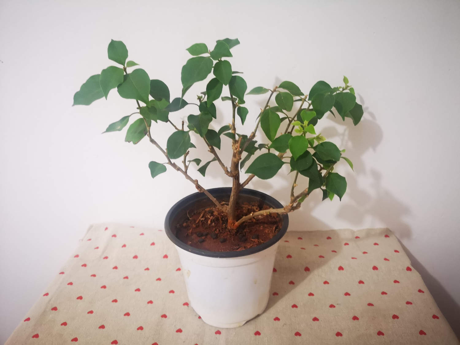 三角梅怎么养可以花开满树