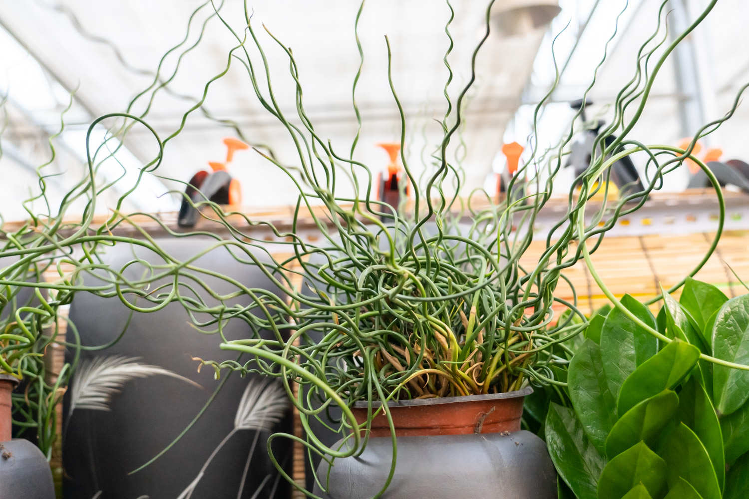 弹簧草有哪些品种