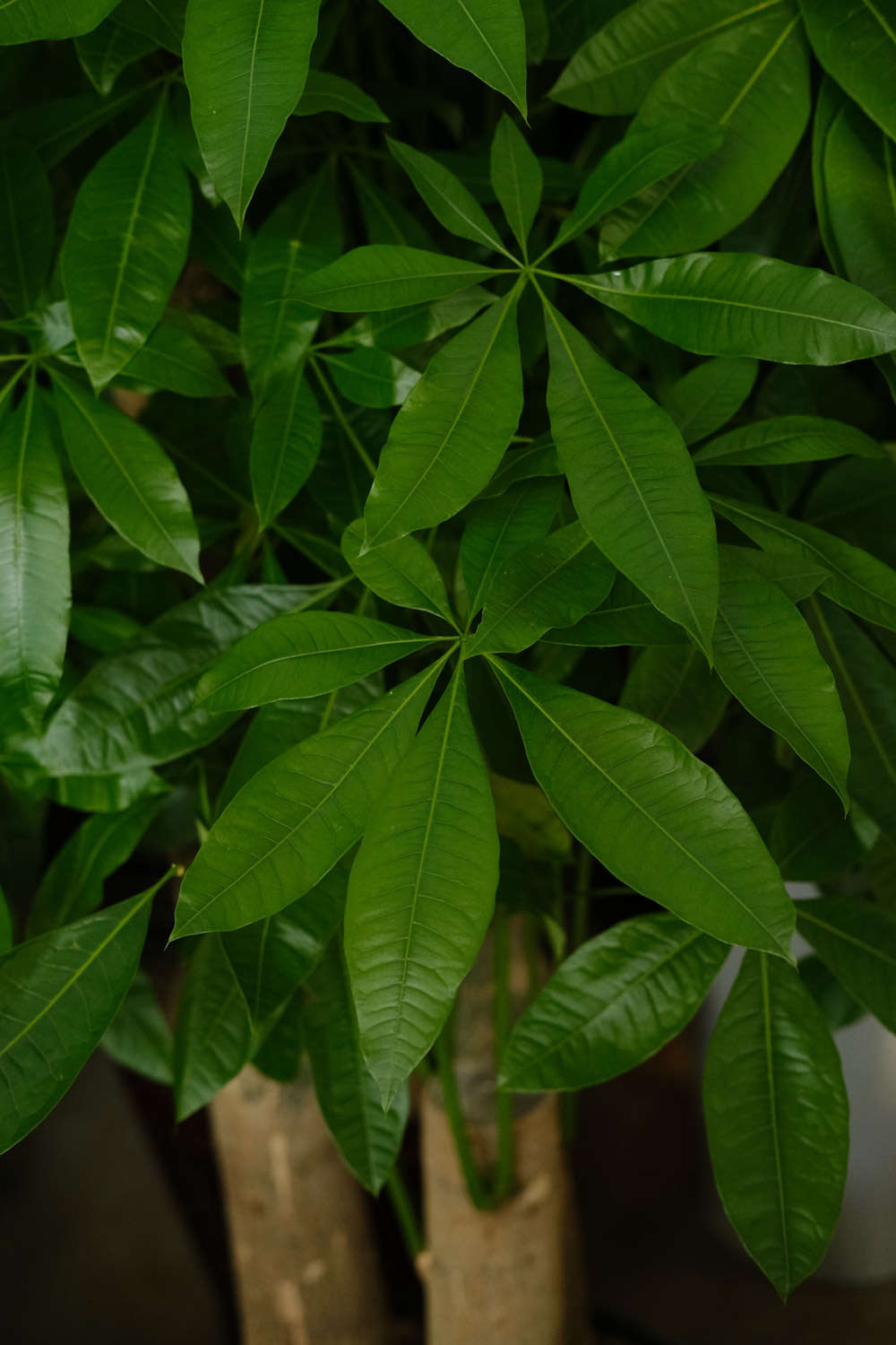 快死的发财树别扔，1分钟让它起死回生