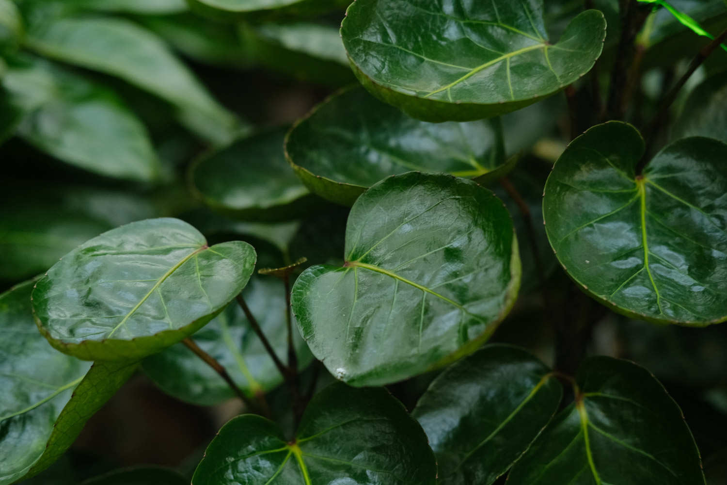 福禄桐的繁殖方法