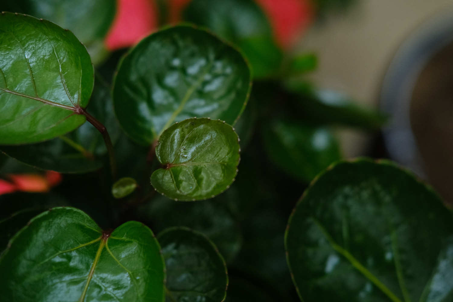 福禄桐的常见品种