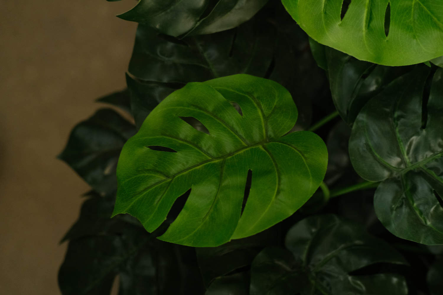 龟背竹水培改土培的方法