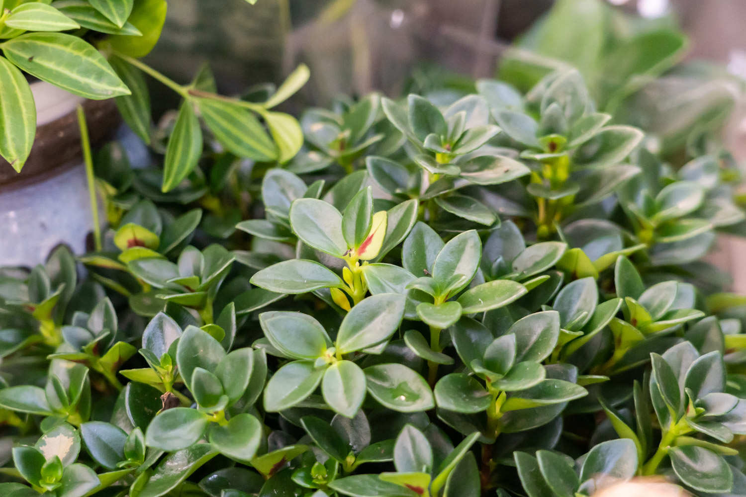 金鱼吊兰水培几天长根，怎么长得快