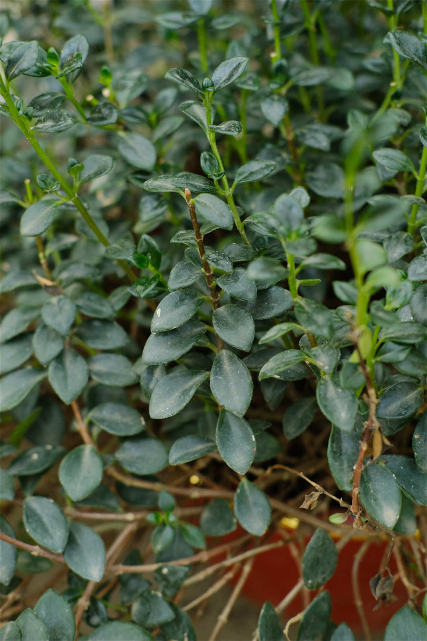 金鱼吊兰怎么爆盆，一枝能爆盆吗？