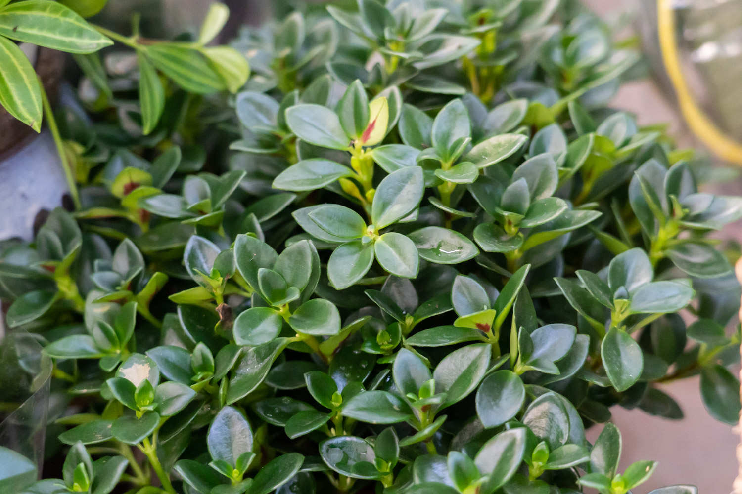 金鱼吊兰的养殖方法和注意事项