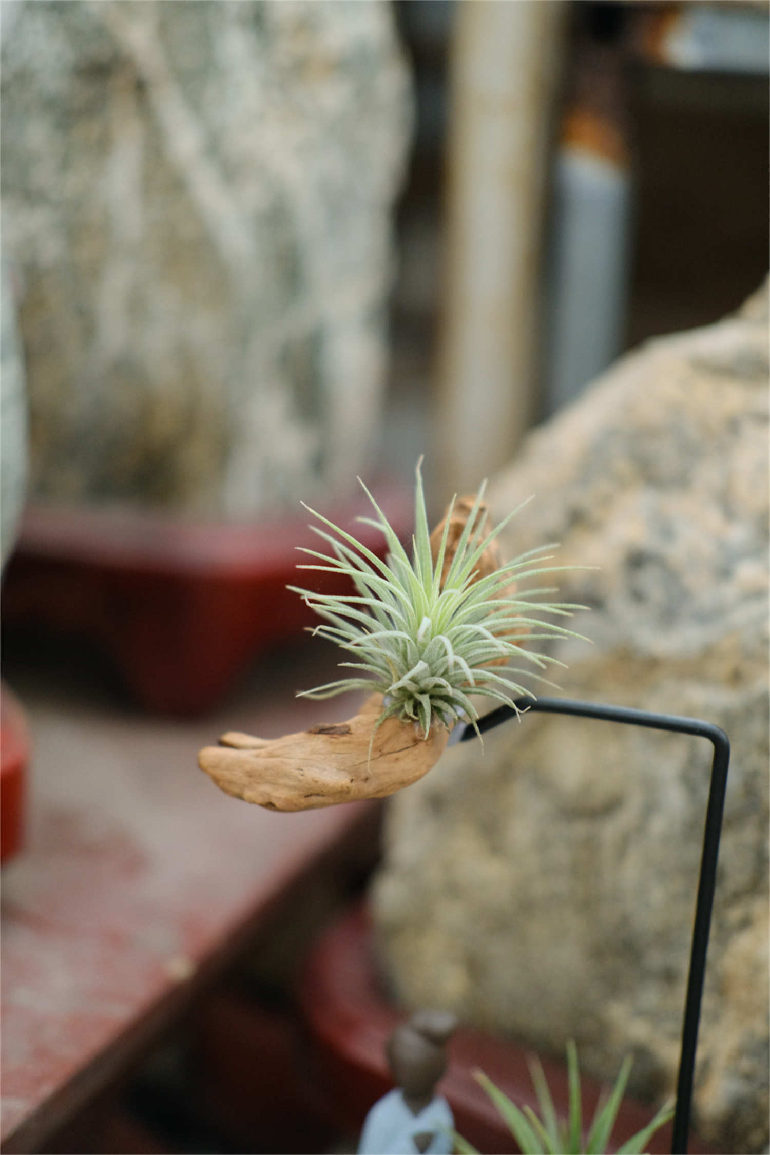 空气凤梨一生只开一次花