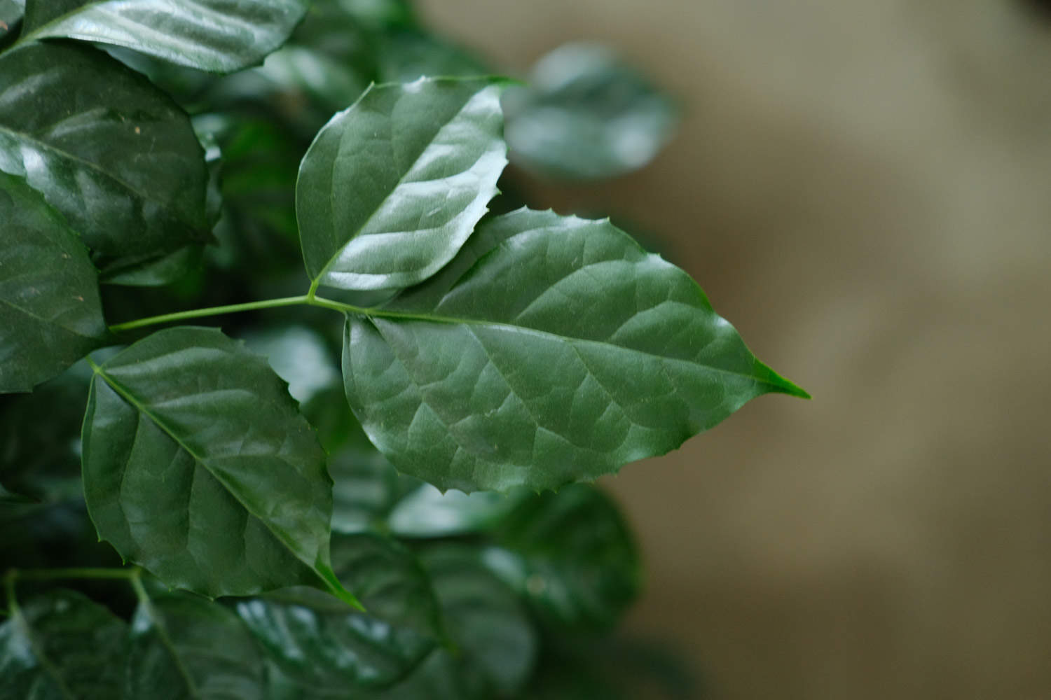 绿宝树冬天怎么养