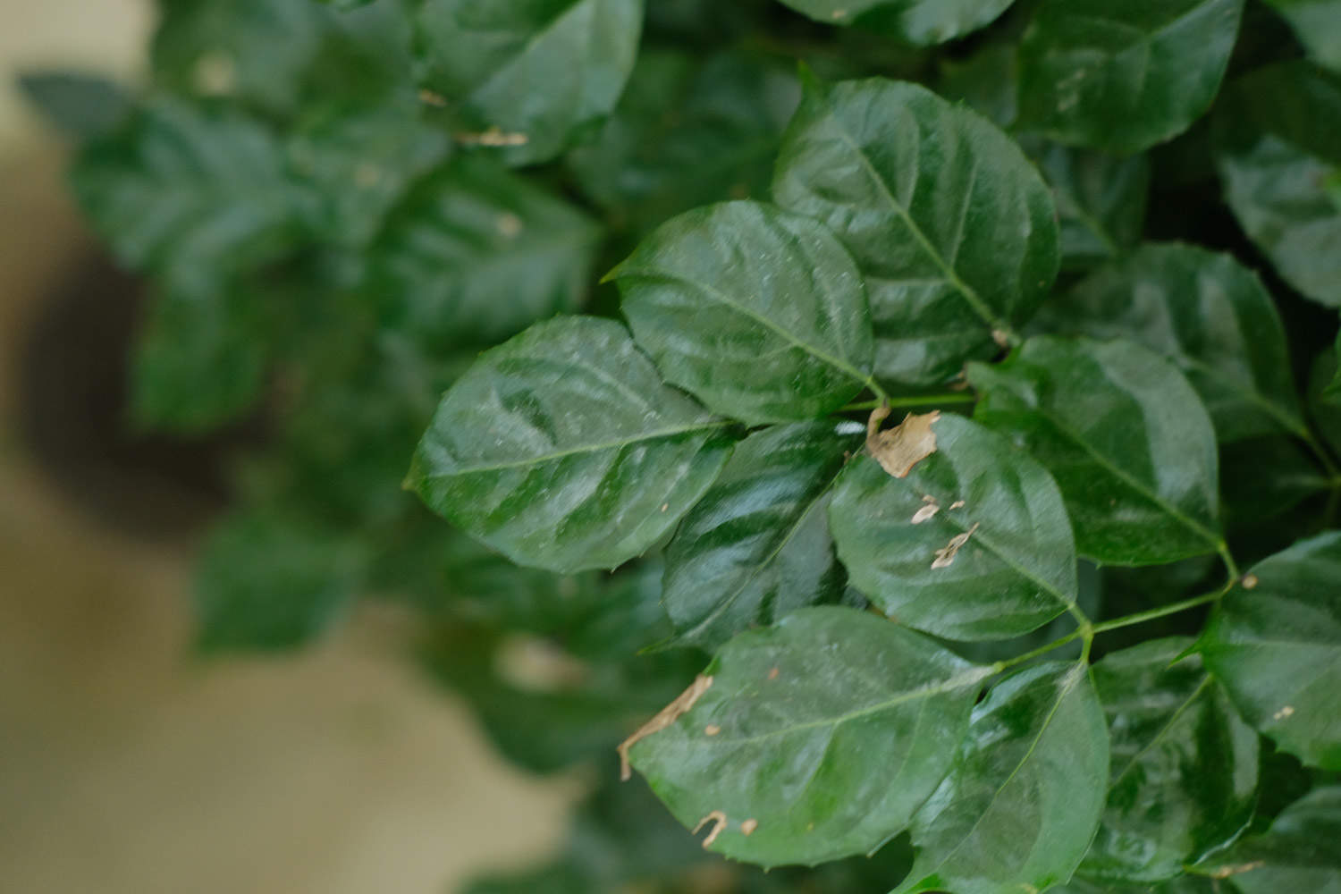 绿宝树怎么修剪