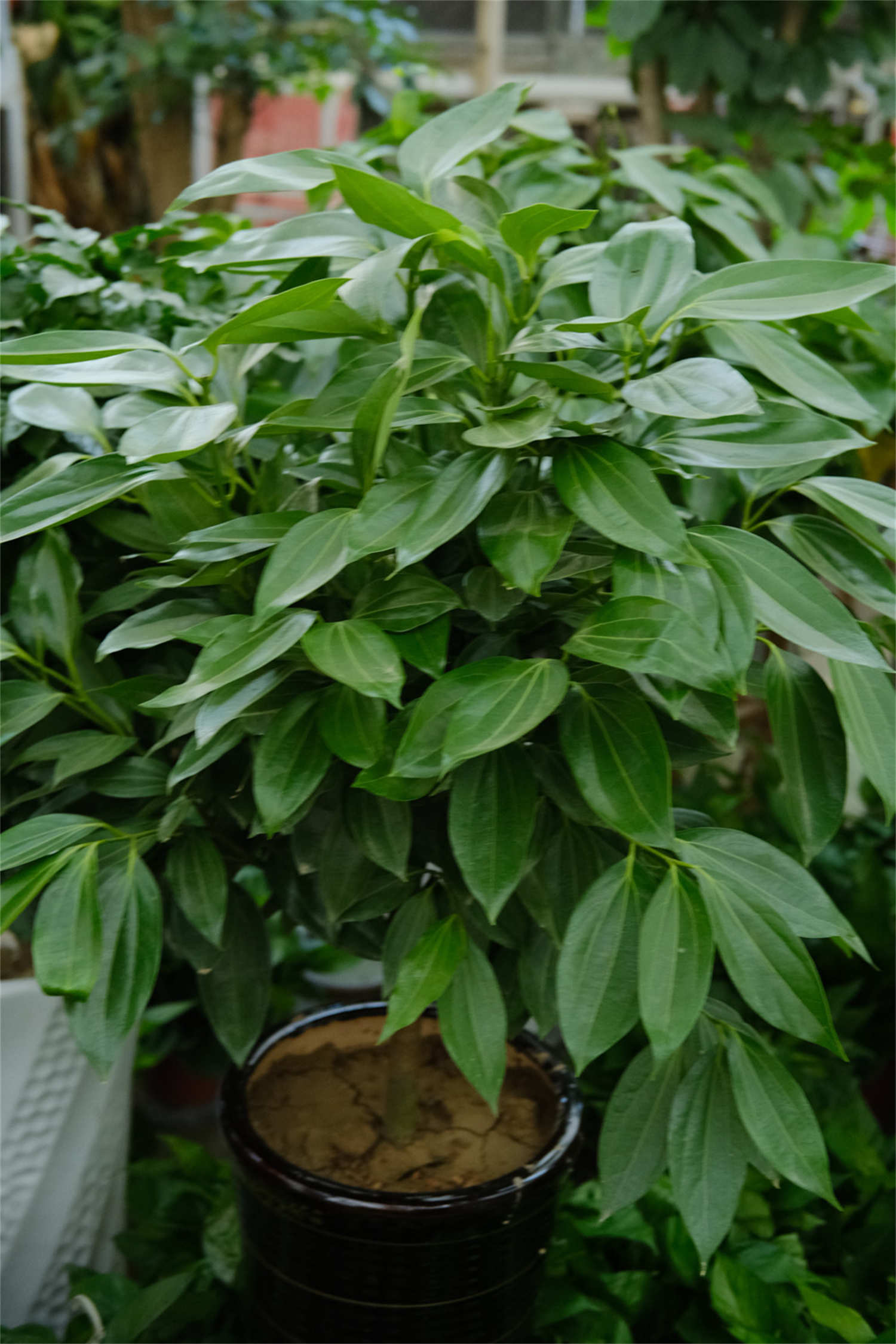 平安树的养殖方法