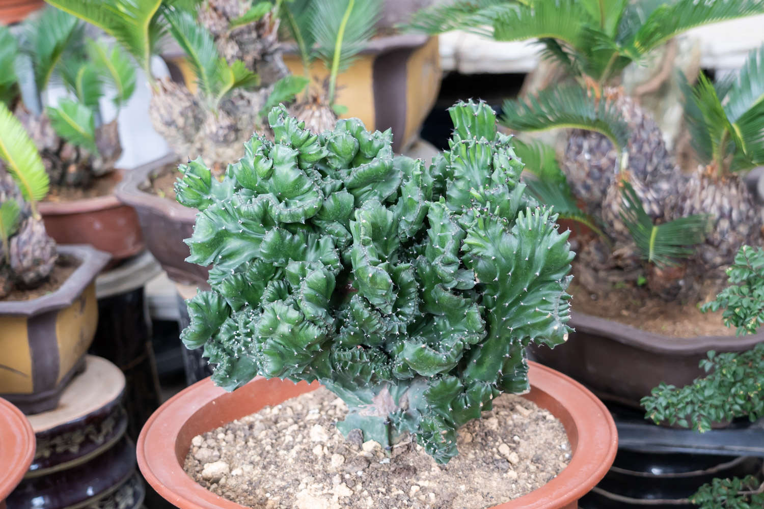 麒麟掌怎么浇水