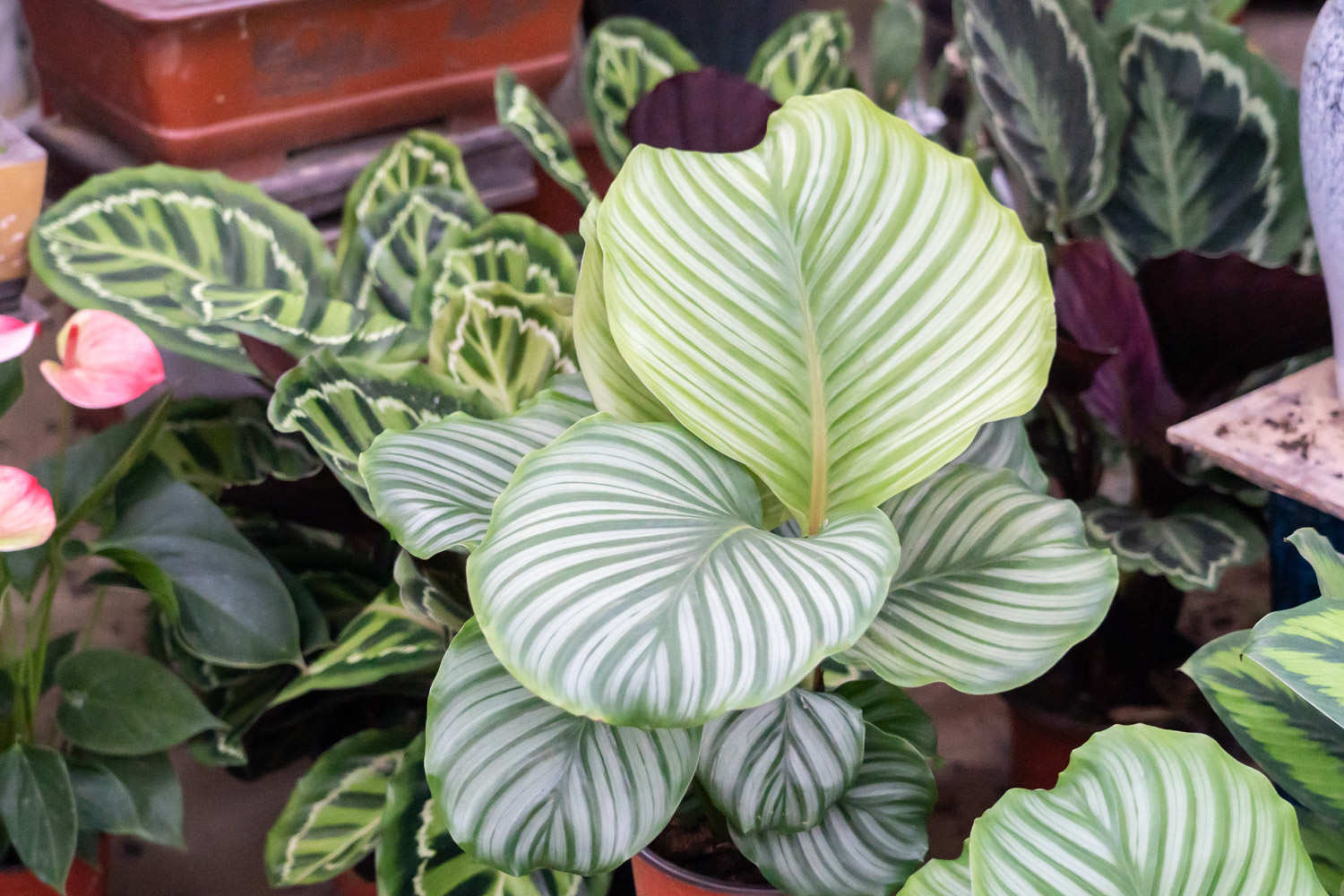 圆叶竹芋如何养