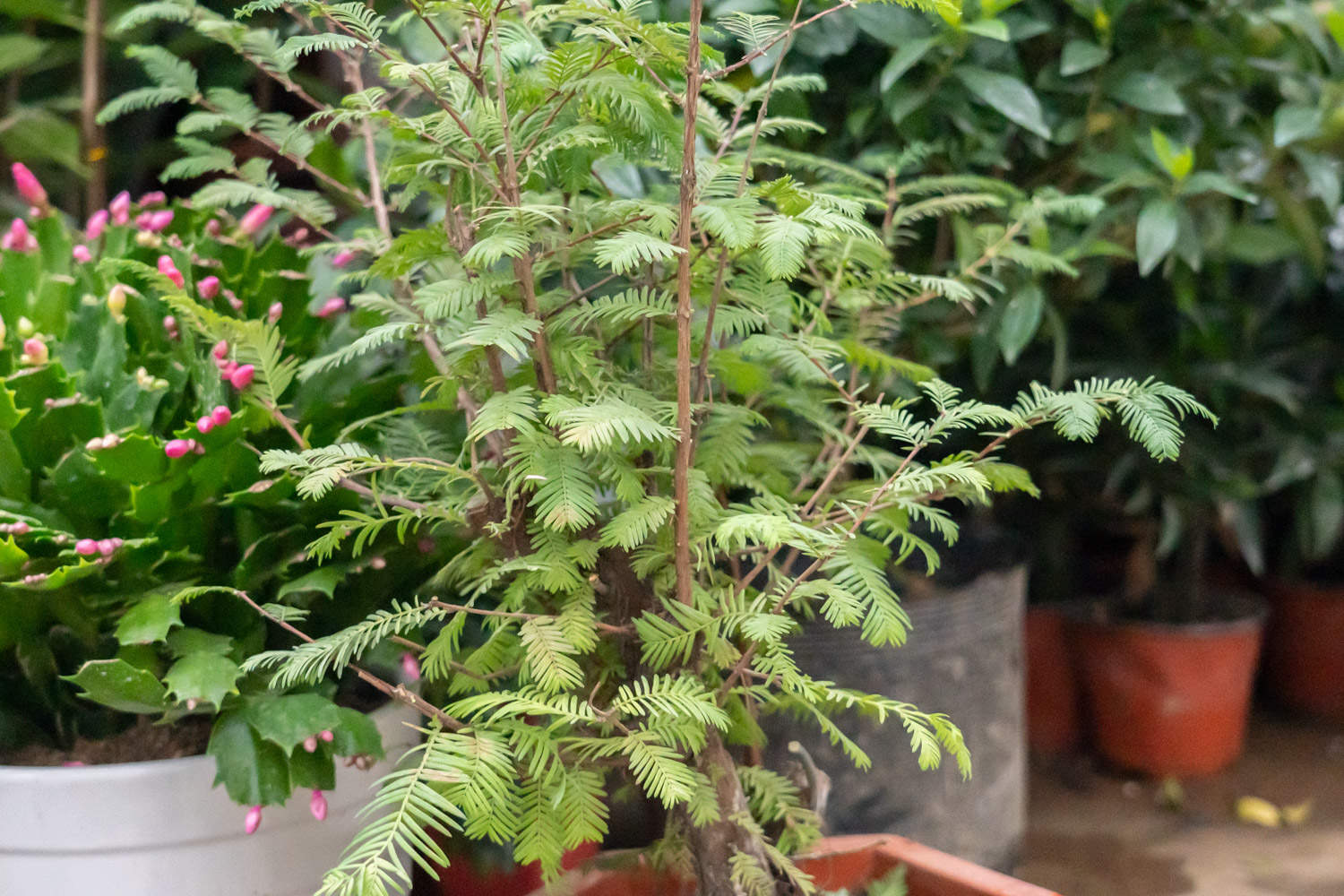 什么树不怕水淹