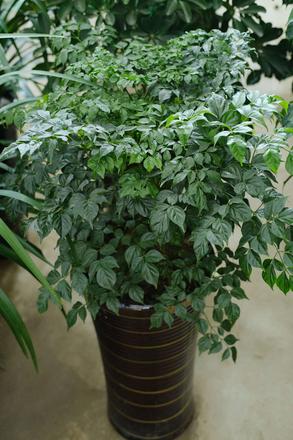 幸福树用什么土养好