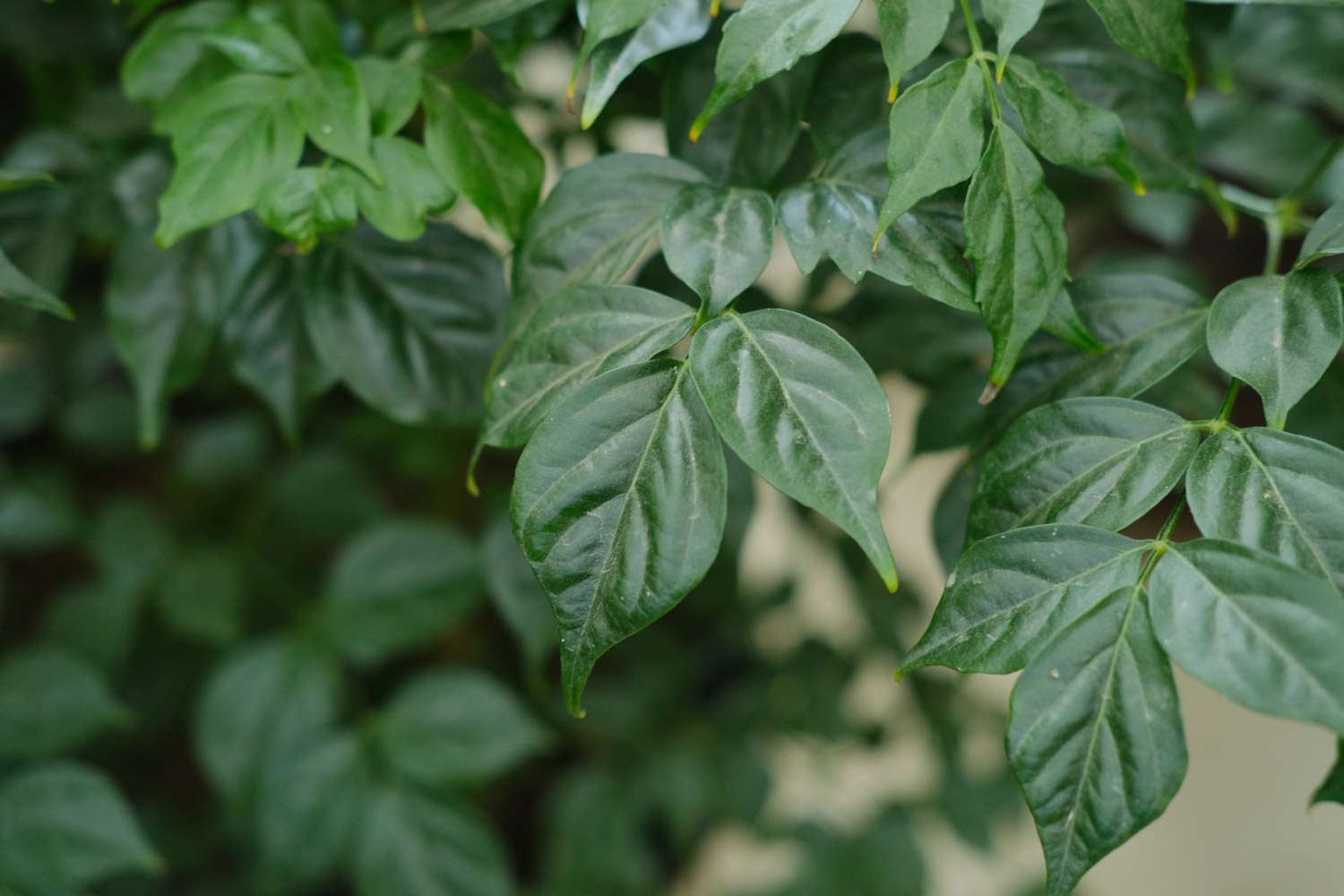 幸福树的品种分类