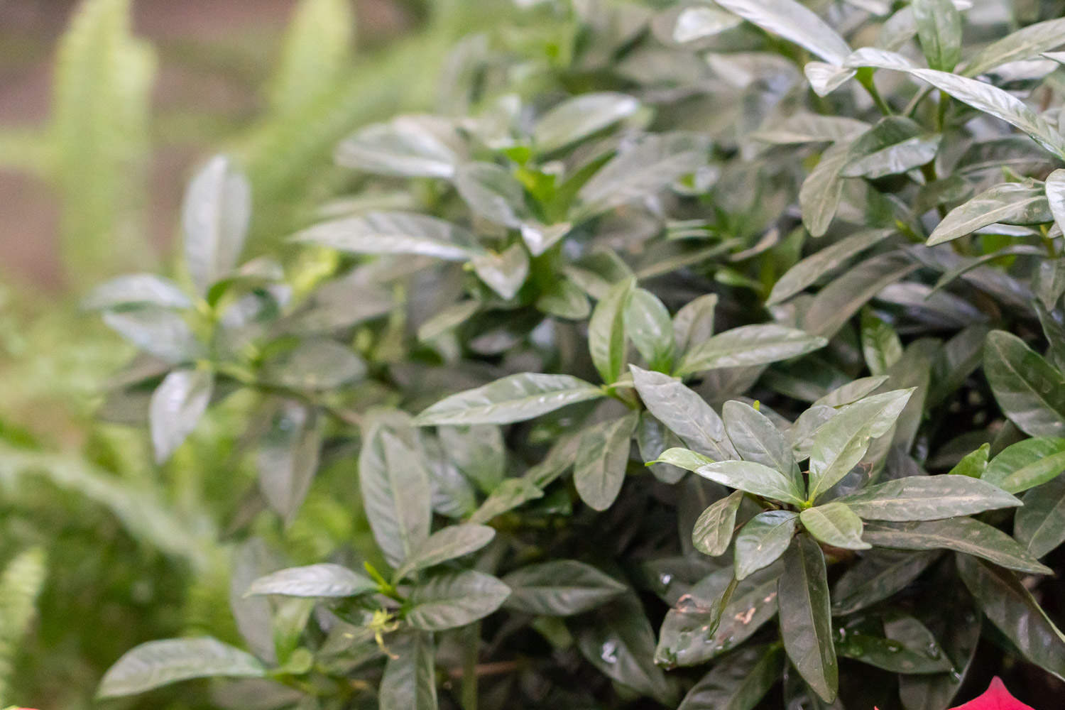 小叶栀子的繁殖方法