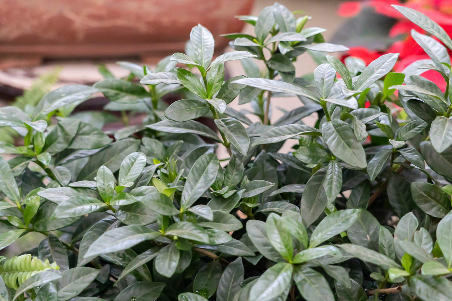 栀子花夏天怎么养