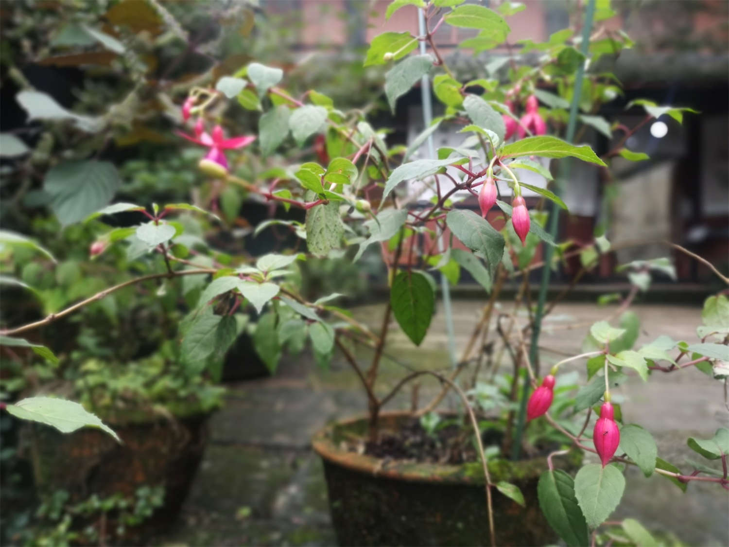 倒挂金钟怎么换盆