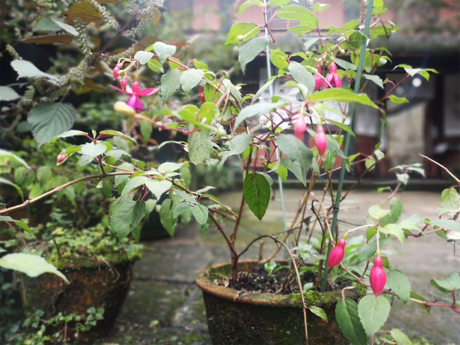 倒挂金钟怎么修剪