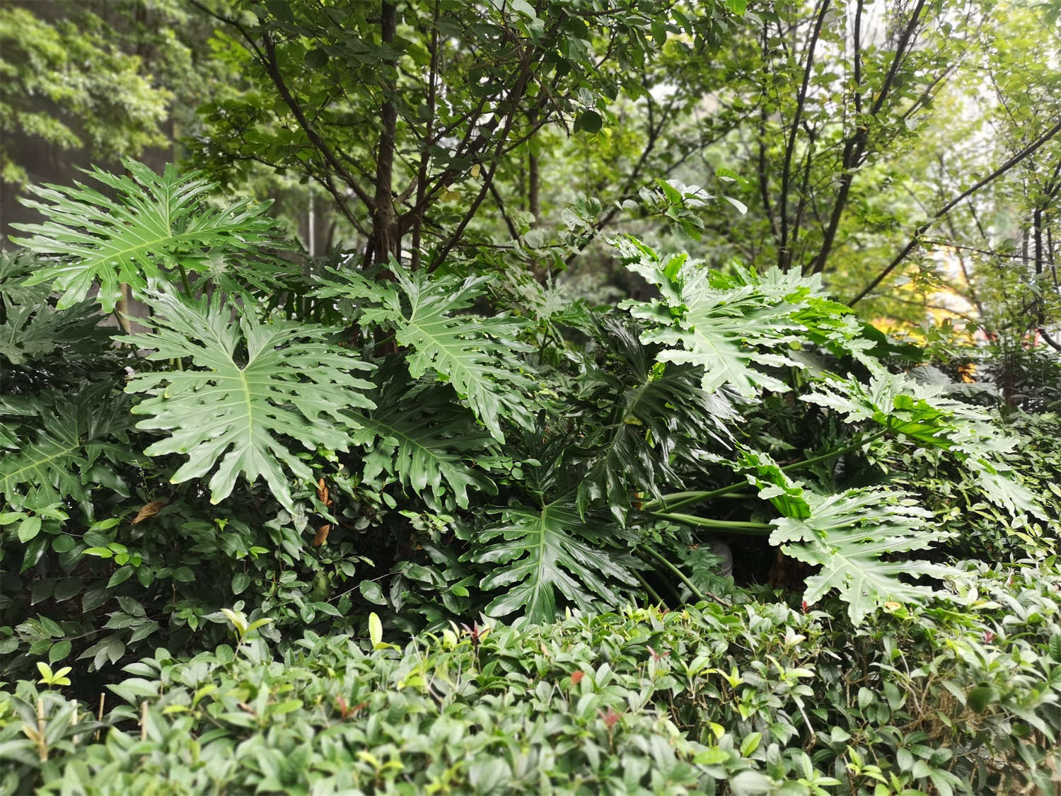 春羽有哪些病虫害