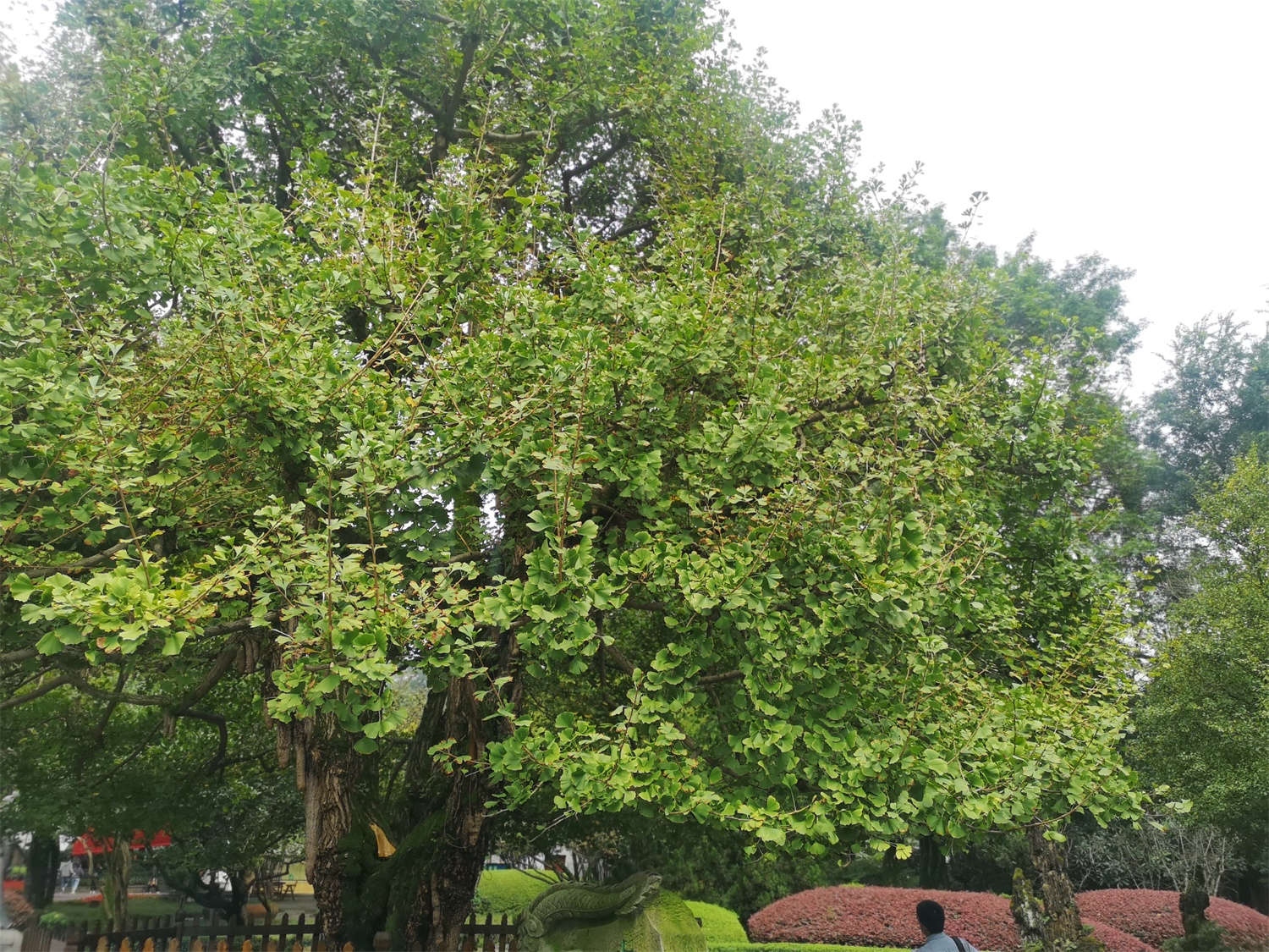 银杏的繁殖方法