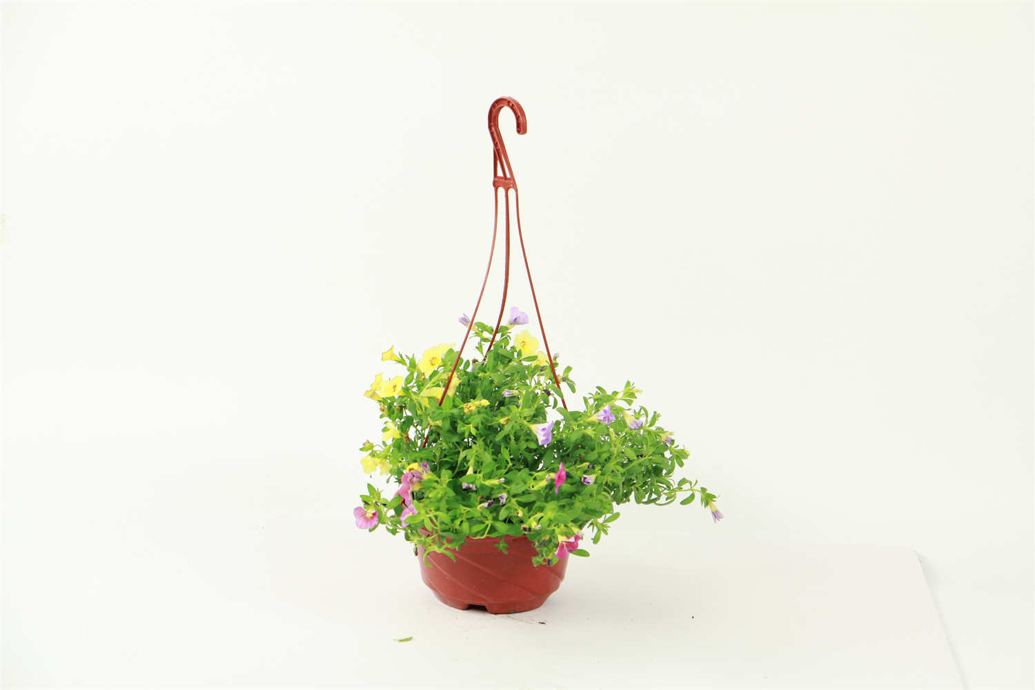 百万小铃开花后怎么养护