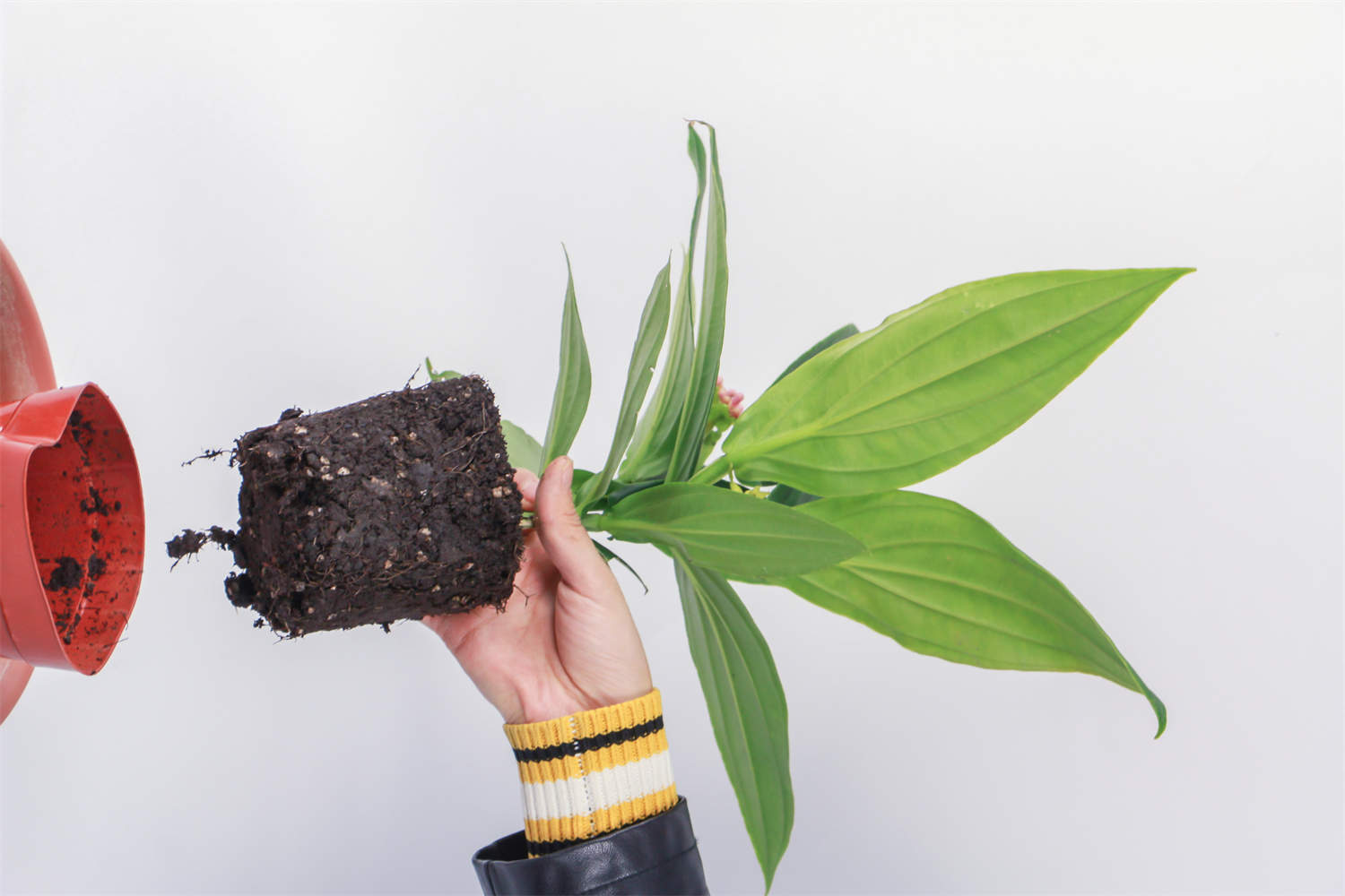 盆栽宝莲灯怎么浇水，适时调整吸收好！