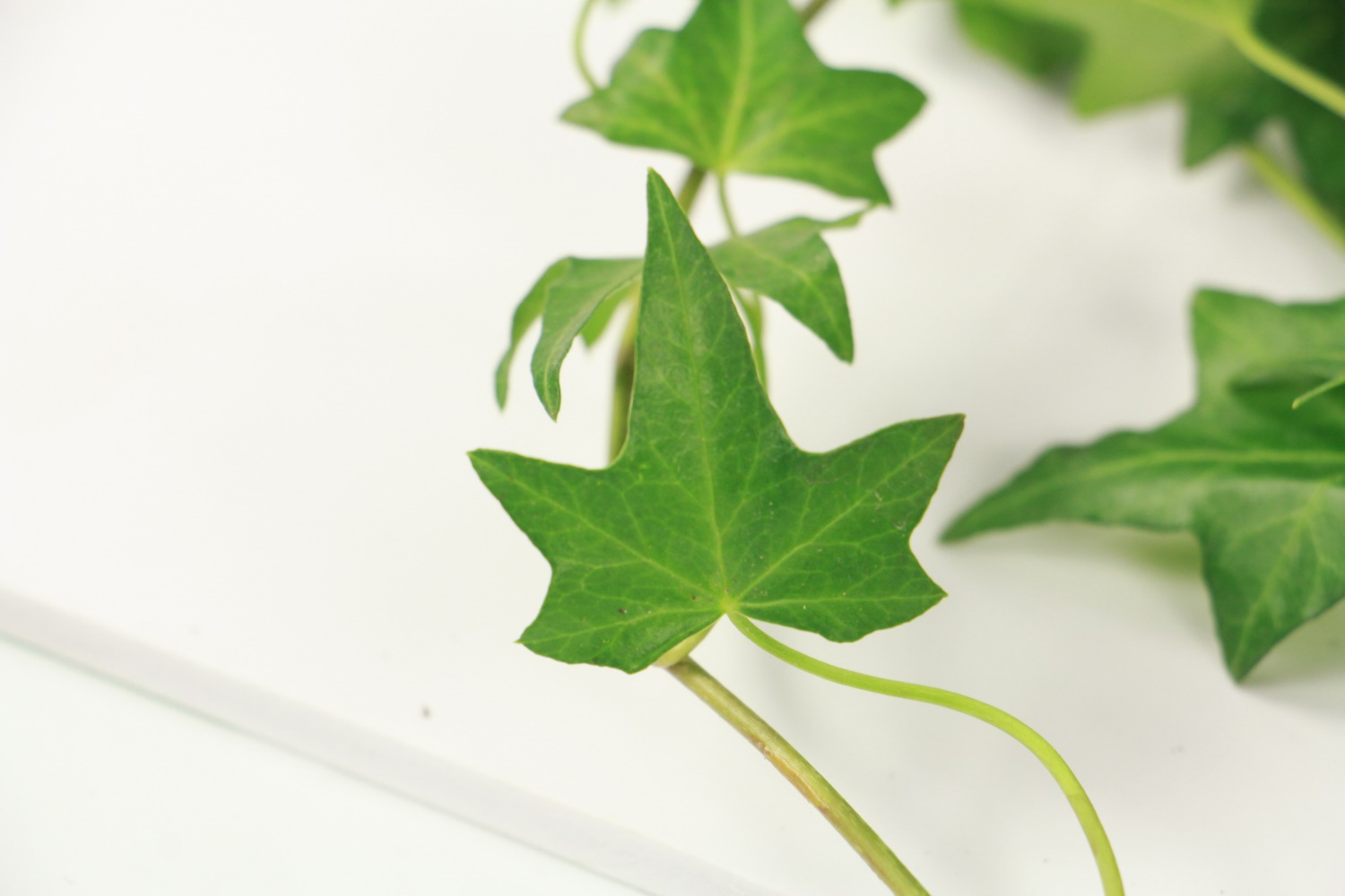 常春藤如何扦插