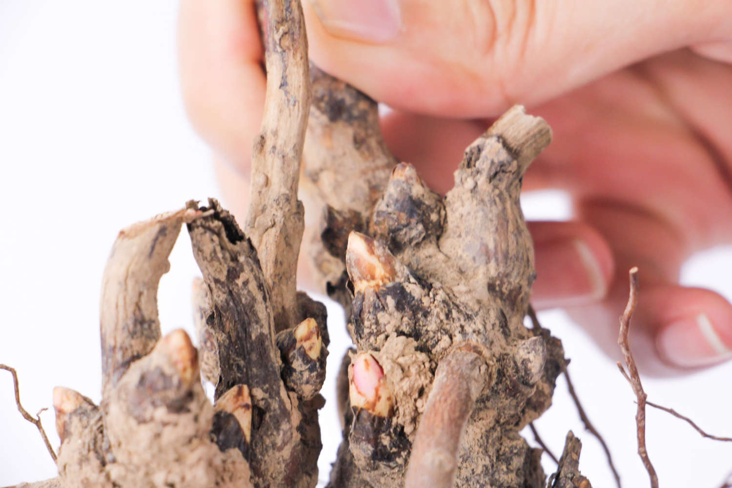 牡丹花的播种方法