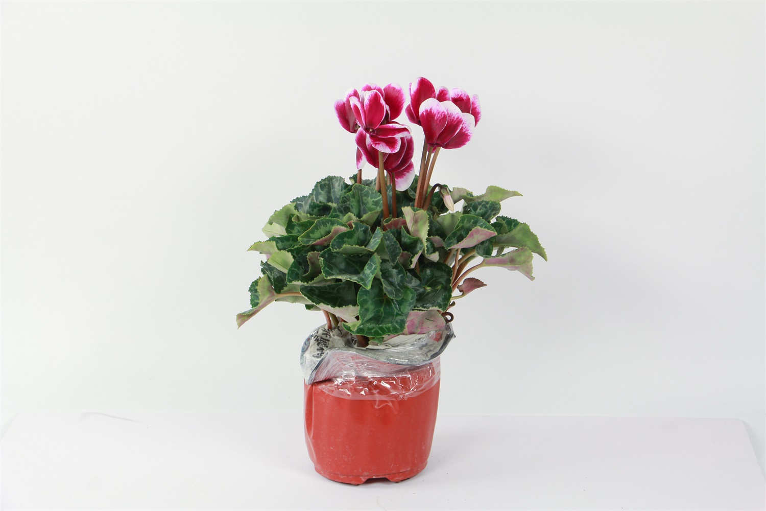 仙客来怎么繁殖