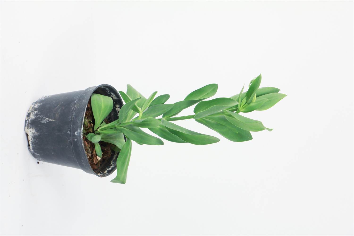 洋桔梗怎么浇水