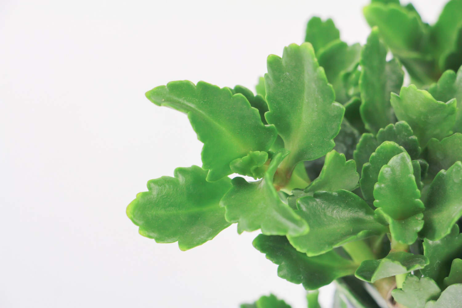 长寿花夏天怎么养护