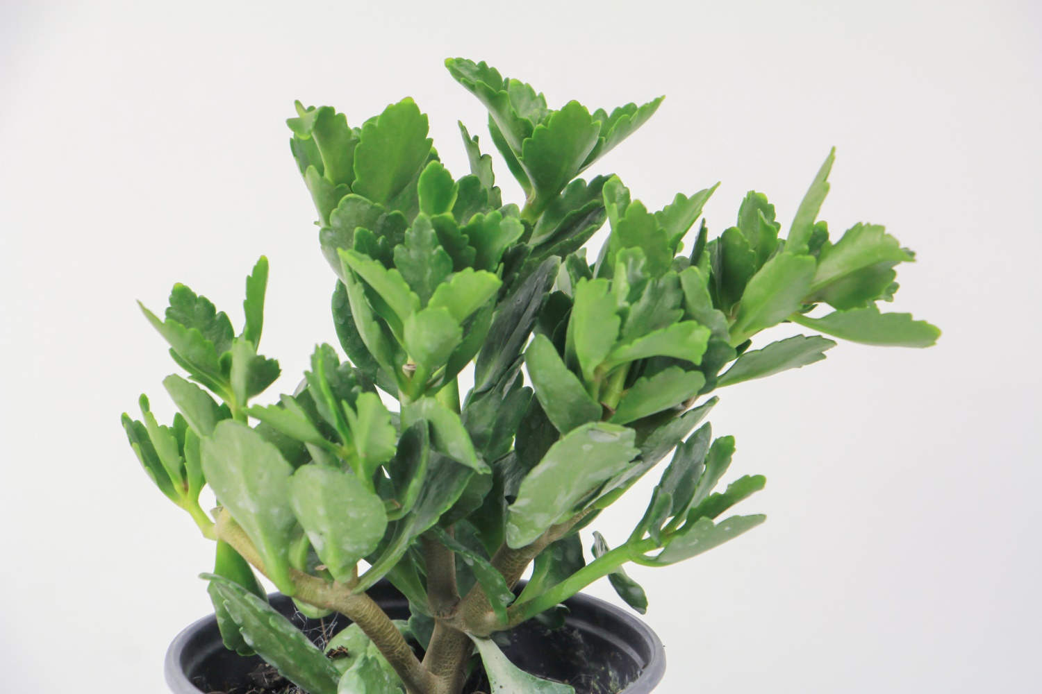 长寿花什么时候扦插好