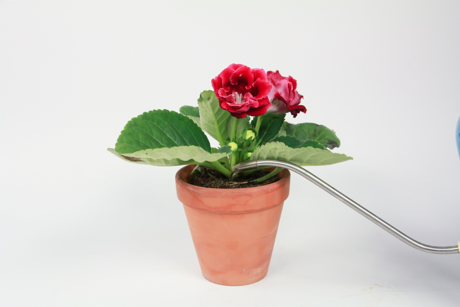 大岩桐开花后怎么办