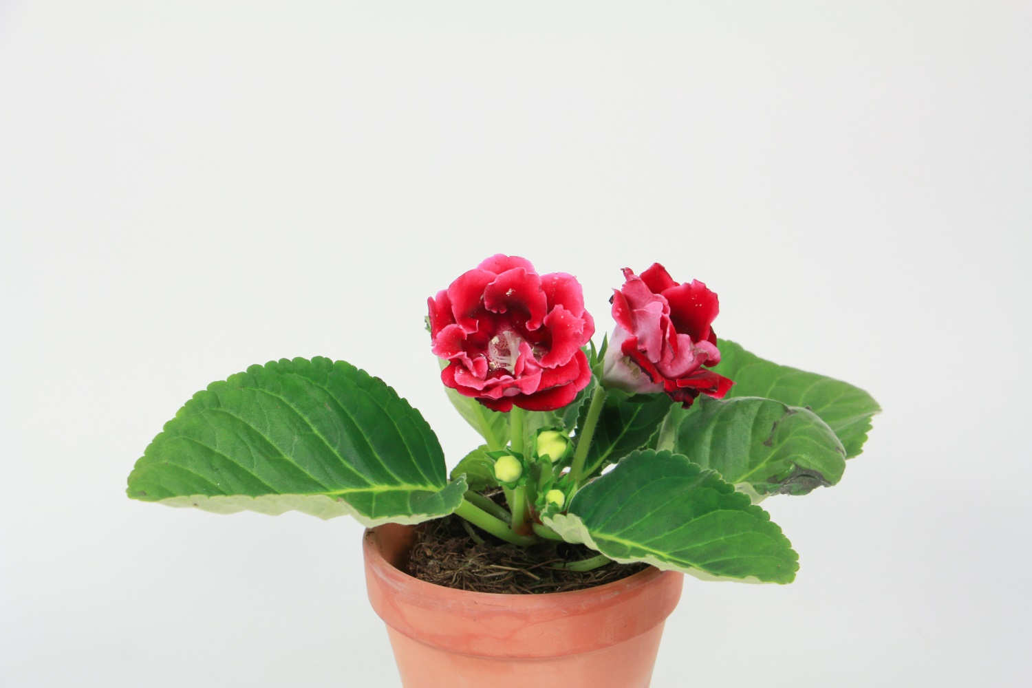 大岩桐休眠如何处理