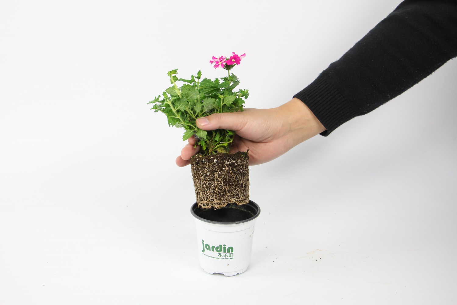 美女樱的常见品种