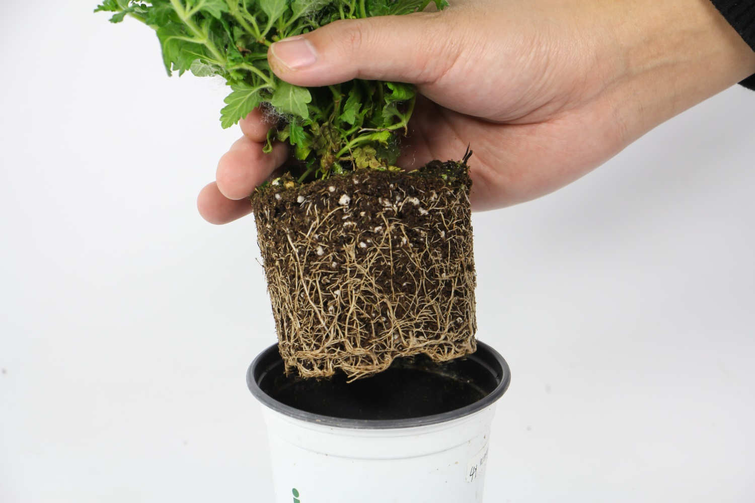 如何延长美女樱的花期